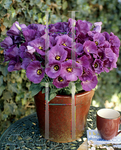 Picture of Eustoma grandiflorum 'Forever Blue'