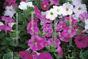 Picture of Petunia x hybrida 'Purple Wave'