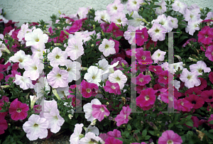 Picture of Petunia x hybrida 'Purple Wave'