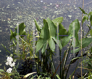 Picture of Sagittaria latifolia 