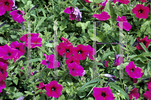 Picture of Petunia x hybrida 'Purple Wave'