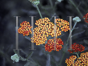 Picture of Achillea millefolium 'Paprika'