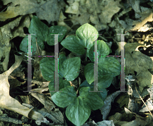 Picture of Hepatica acutiloba 