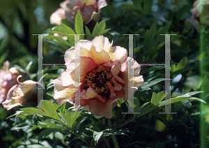 Picture of Paeonia suffruticosa 