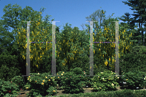 Picture of Laburnum x watereri 