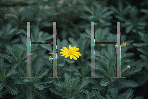 Picture of Euryops pectinatus 