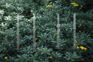 Picture of Euryops pectinatus 