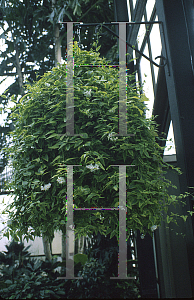 Picture of Solanum jasminoides 'Variegata'
