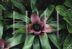 Picture of Neoregelia concentrica 