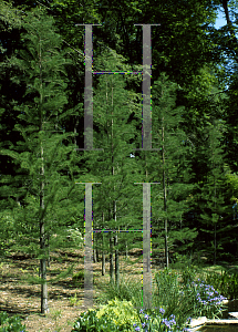 Picture of Taxodium ascendens 