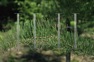 Picture of Taxodium ascendens 