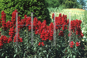 Picture of Antirrhinum majus 'Sonnet Crimson'