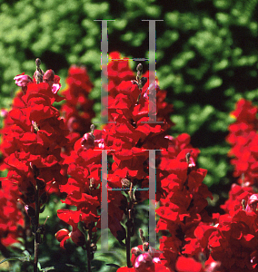 Picture of Antirrhinum majus 'Sonnet Crimson'