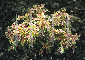 Picture of Solenostemon scutellarioides 'India Frills'