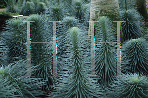 Picture of Echium wildpretii 