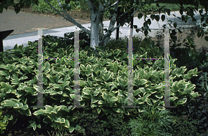 Picture of Polygonatum odoratum 'Variegatum'