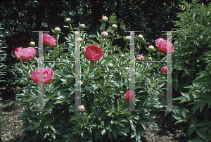 Picture of Paeonia lactiflora 'Cytherea'