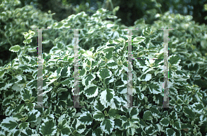 Picture of Plectranthus madagascariensis 'Variegated Mintleaf'