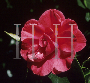 Picture of Camellia japonica 'Gigantea'