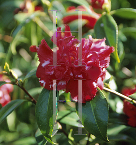 Picture of Camellia japonica 'Ville de Nantes'