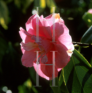Picture of Camellia japonica 'Coral Pink Lotus'