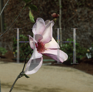 Picture of Magnolia x 'Apollo'