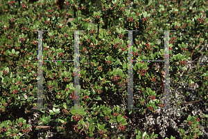 Picture of Arctostaphylos pajaroensis 