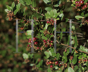 Picture of Arctostaphylos pajaroensis 