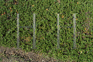 Picture of Arctostaphylos uva-ursi 'Radiant'