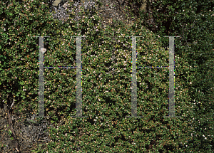 Picture of Arctostaphylos edmundsii var. parvifolia 'Bronzemat'