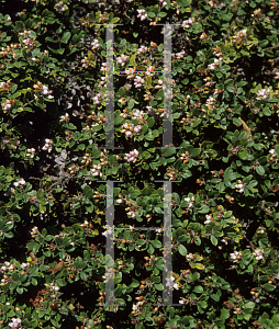 Picture of Arctostaphylos edmundsii var. parvifolia 'Bronzemat'