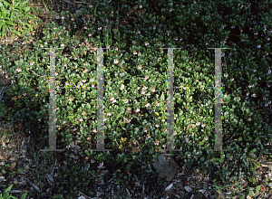 Picture of Arctostaphylos  'Green Bay'