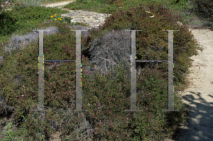 Picture of Kunzea parvifolia 'Dwarf'