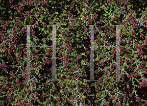 Picture of Kunzea parvifolia 'Dwarf'