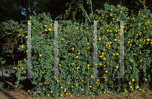 Picture of Dendromecon rigida ssp. harfordii 