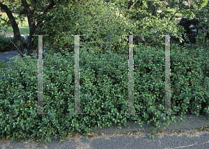 Picture of Ceanothus spinosus 