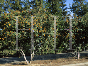 Picture of Heteromeles arbutifolia 'Davis Gold'