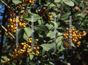 Picture of Heteromeles arbutifolia 'Davis Gold'