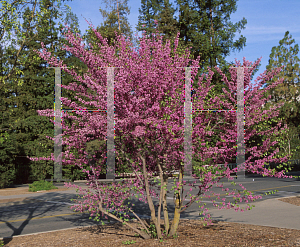 Picture of Cercis occidentalis 