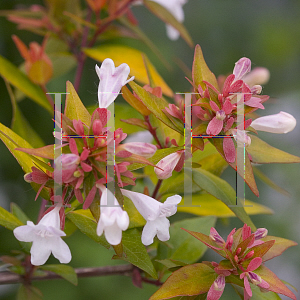 Picture of Abelia x grandiflora 'Rika1( Bronze Anniversary)'