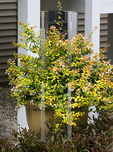 Picture of Abelia x grandiflora 'Rika1( Bronze Anniversary)'