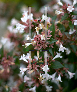 Picture of Abelia x grandiflora 'Keiser(Ruby Anniversary)'