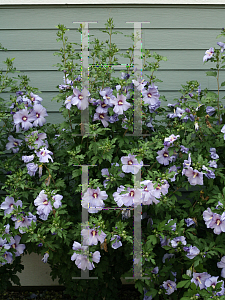 Picture of Hibiscus syriacus 'DVPazurri (Azurri Blue Satin)'