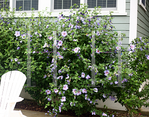 Picture of Hibiscus syriacus 'DVPazurri (Azurri Blue Satin)'