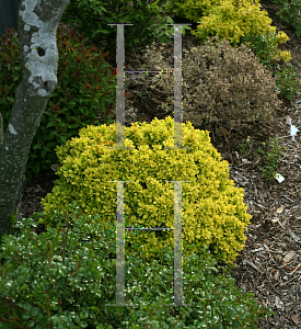 Picture of Berberis thunbergii 'Talago(Sunjoy Gold Beret)'