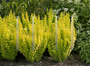 Picture of Berberis thunbergii 'Maria (Sunjoy Gold Pillar)'