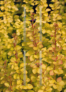 Picture of Berberis thunbergii 'Maria (Sunjoy® Gold Pillar™)'