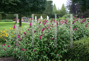 Picture of Buddleia  'Miss Ruby'