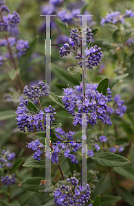 Picture of Caryopteris x clandonensis 'Minibleu(Petit Bleu)'