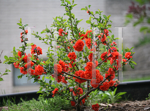 Picture of Chaenomeles speciosa 'Double Take Orange Storm'